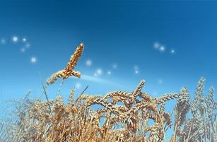 碾米機的操作方法